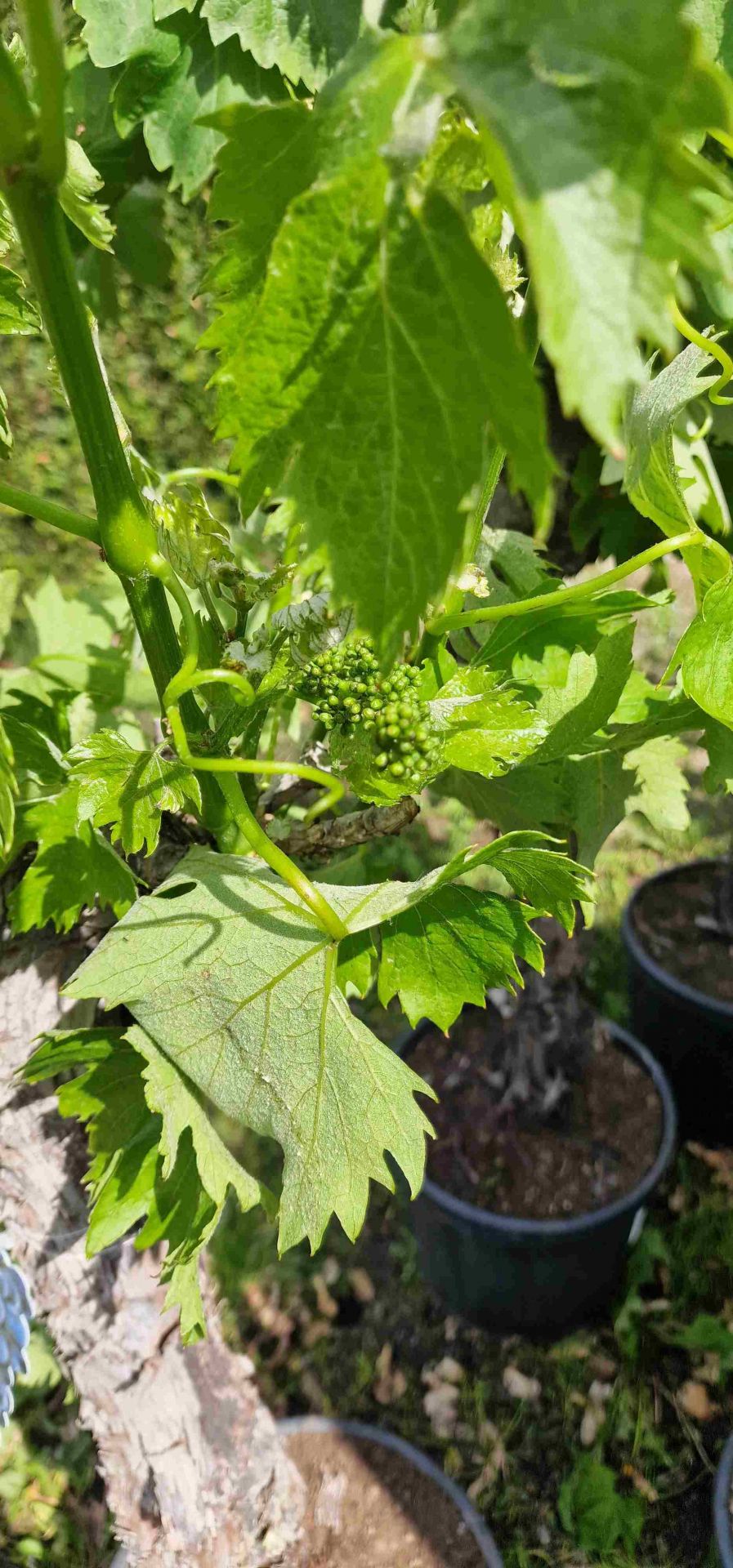 Weinrebe Vitis Vinifera jetzt online kaufen